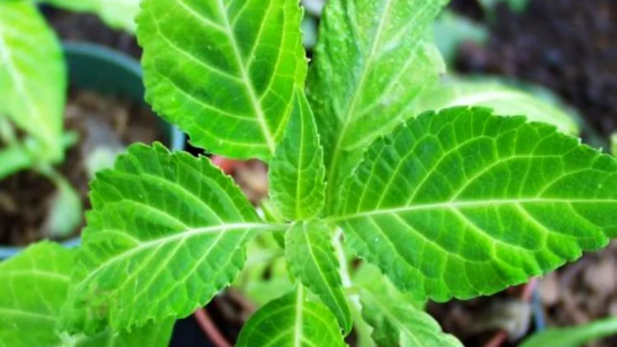 Salvia, plantă medicinală sau drog?