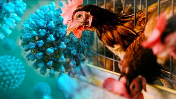 OMS: „Transmiterea gripei aviare la om reprezintă o îngrijorare enormă!”