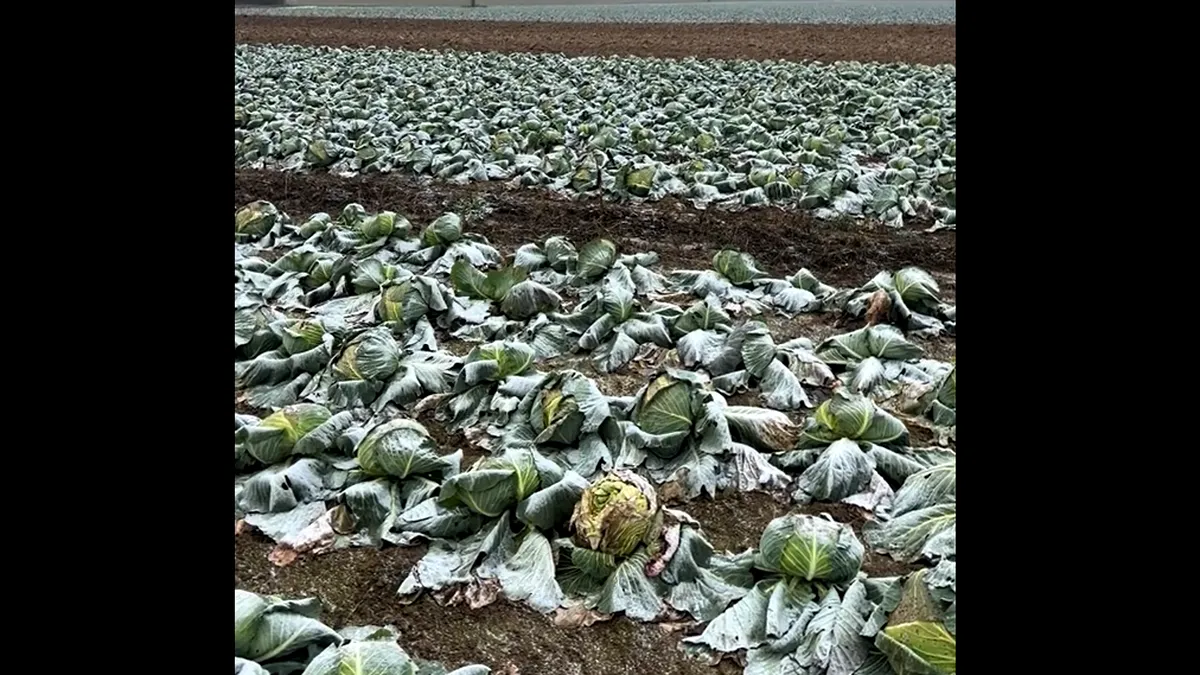 Dezastru și generozitate în Satu Mare: un hectar de varză, donat în întregime! ”Veniți și luați-o, n-am avut cui să o vând”