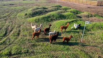 Parcul monument istoric din România unde te poți plimba printre căprioare și alpaca. Ba chiar le poți și hrăni!