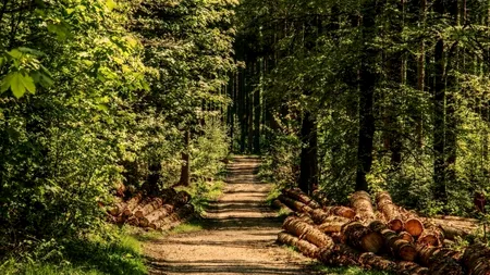 România a pierdut 111 hectare de pădure în 5 ani, pe estimările Eurostat