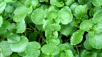 Care este cea mai sănătoasă legume de folosit în salate