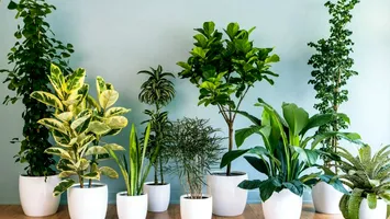 Simt plantele durerea? Ce spun cercetările științifice