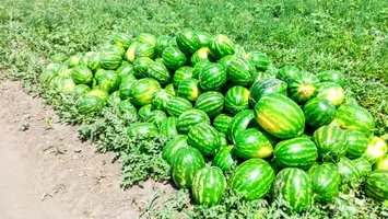 Au ieșit pe piață pepenii de Dăbuleni! Cât costă un kilogram la tarabă sau direct din bostan