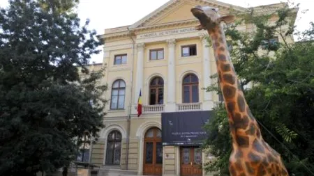 Art Safari face schimb cu Muzeul Antipa! Ce se va întâmpla cu celebra Girafă