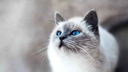 Ziua Internațională a Pisicii: o sărbătoare a prieteniei dintre om și felină