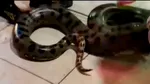 Anaconde de cinci metri și alte reptile periculoase, confiscate dintr-un apartament. Proprietarul e de negăsit