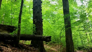 Pădurea care vindecă! Comuna-minune din Maramureș ar putea deveni prima „Zonă Albastră” din Estul Europei