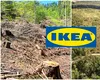 ”IKEA- vânătorul de arbori”. Un nou raport devastator privind tăierile ilegale de păduri din România ale gigantului suedez de mobilă