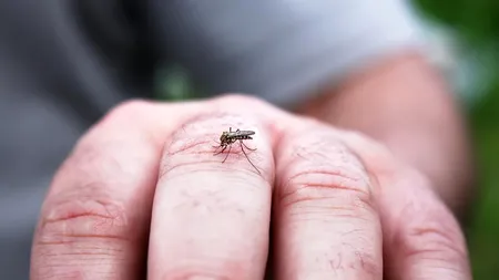 Experiment: Febra denga poate fi eradicată?