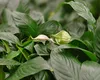 Care este planta care aduce bogăție și fericire în casă. A fost studiată de NASA