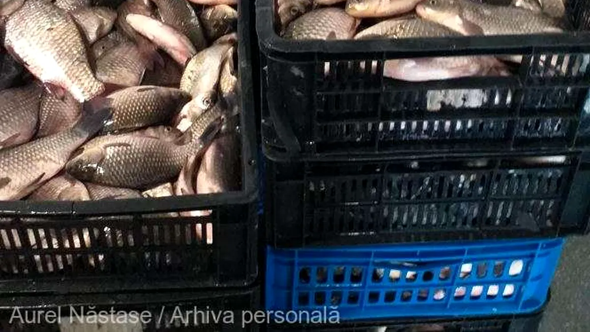 DELTA SĂLBATICĂ Tulcea: Carasul - peştele cel mai des întâlnit în capturile comerciale din Deltă