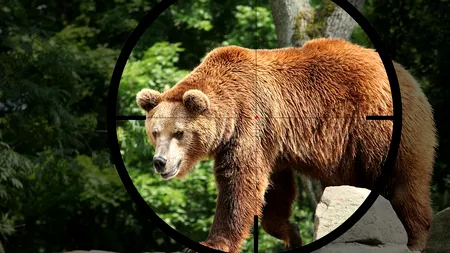 Cât costă să împuști un urs în România? Afacerea ursul brun, profitabilă din ambele tabere
