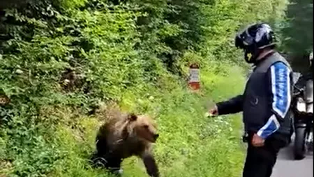 Un motociclist a hrănit de aproape un urs pe Transfăgărășan