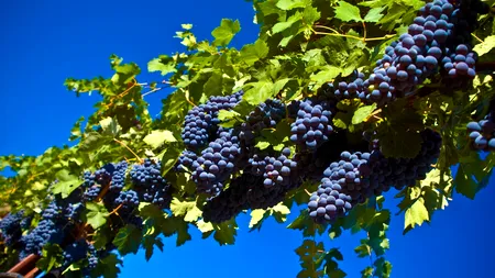 Producția românească de struguri, în scădere din cauza condițiilor climatice