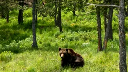Turist amendat pentru că a hrănit mai mulţi urşi care au intrat pe carosabil