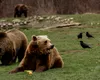 Alertă maximă în Brașov: 17 urși terorizează locuitorii, iar Primăria vrea să-i împuște