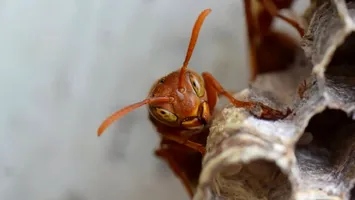 Alertă ecologică în SUA. Viespele parazite europene se extind și amenință insectele native