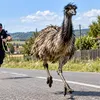 Bâlciul deșertăciunilor – la zi. Planeta se descurcă admirabil fără ajutorul nostru