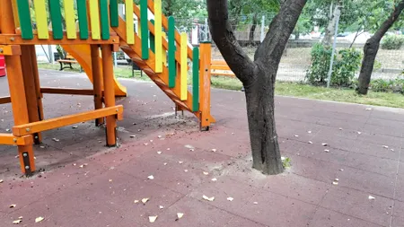 Copaci cu rădăcinile betonate într-un nou parc din Galați. Angajații Primăriei au mai fost amendați de Garda de Mediu