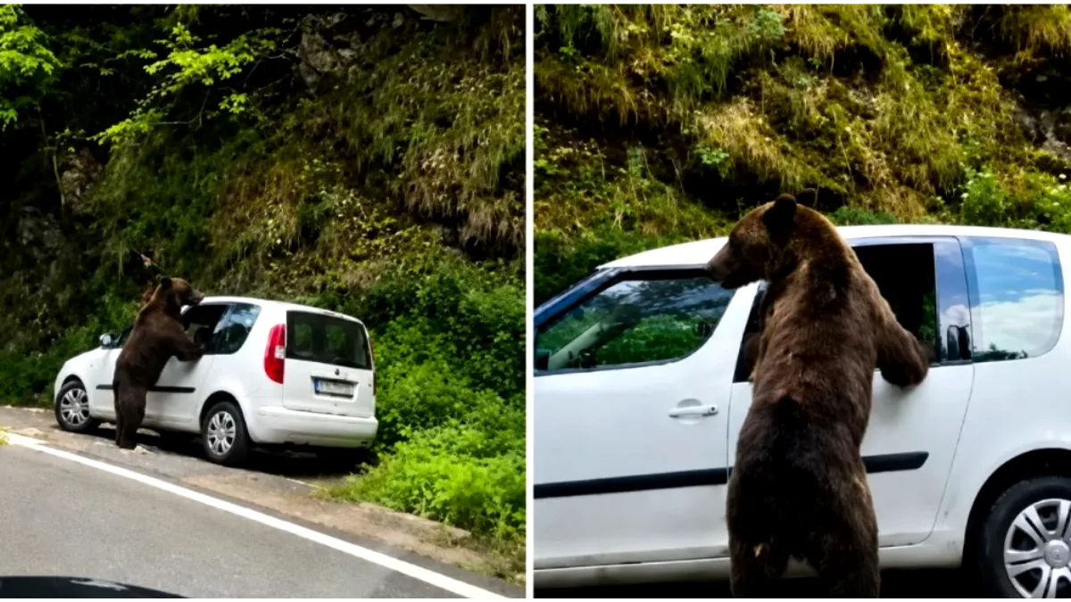 Incident pe Transfăgărășan: un urs a spart geamul unui autoturism în căutare de mâncare