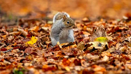Septembrie, luni...