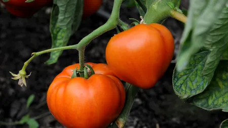 Programul Tomata intră în linie dreaptă. Când  apar primele roșii românești pe piață și cât vor costa