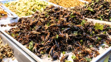 Alimentele pe bază de insecte, sănătoase sau nu?