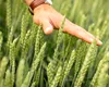 Vești bune pentru fermieri: culturile de toamnă au perspective bune de creștere