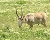 Animalul preistoric cu aspect unic, salvat de la extincţie