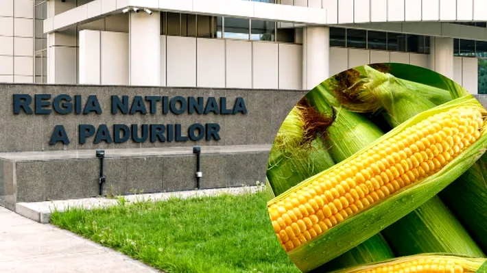 O direcție silvică din inima Bărăganului cumpără porumb tocmai de la Iași