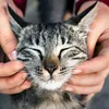 Pisicile s-au domesticit singure, după ce au trăit în simbioză cu oamenii timp de mii de ani