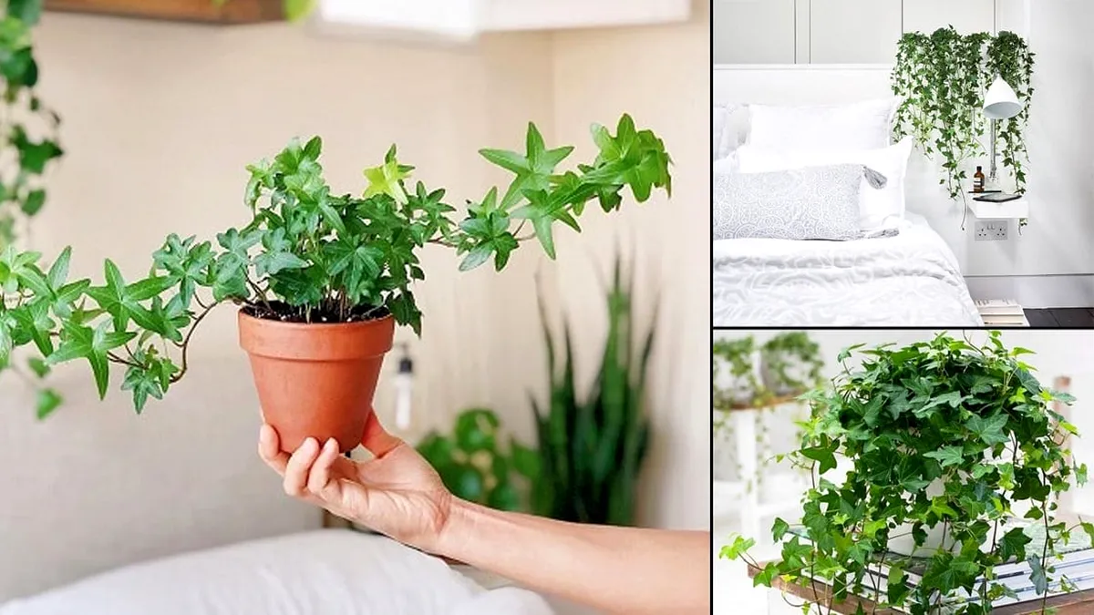 Planta-minune care elimină umezeala din casă