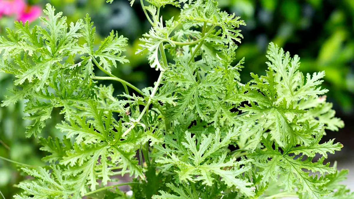 Planta care alungă țânțarii. Este o binecuvântare pe timpul verii
