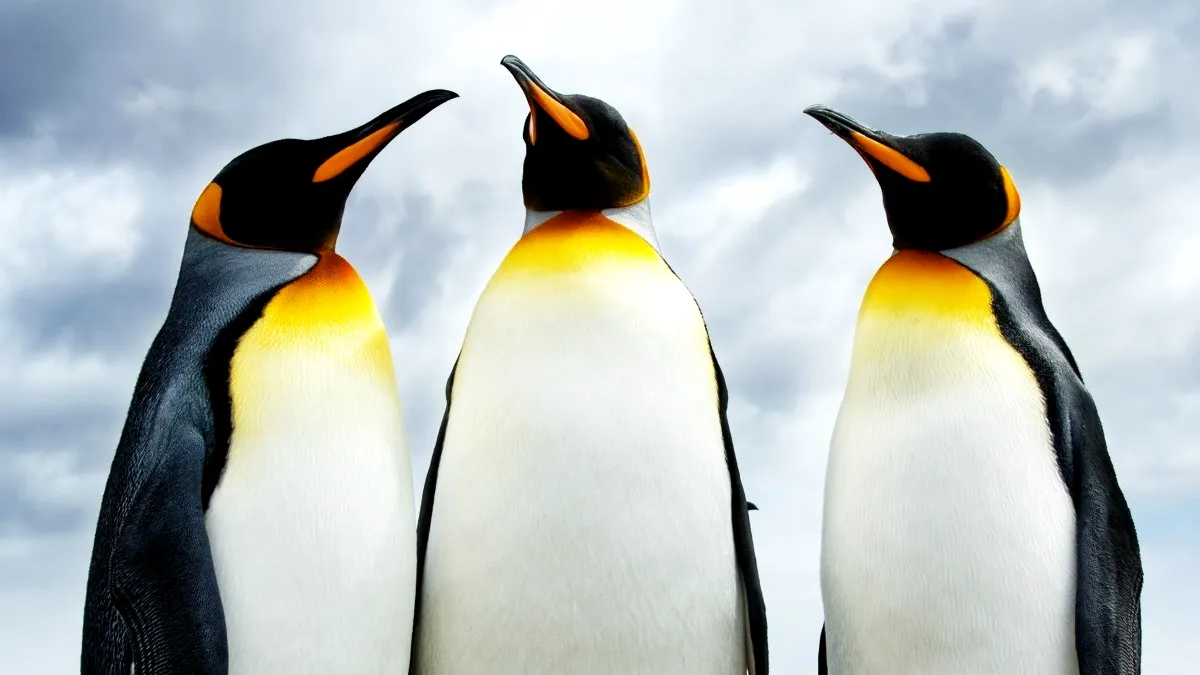 Fauna României s-a îmbogățit cu pinguini, lei de mare și foci. Unde se pot vedea (VIDEO)