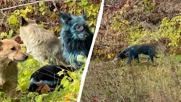 Câinii albaștri din Cernobîl uimesc cercetătorii: misterul blănii colorate și adaptarea genetică la medii toxice