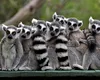 Un lemur furat de la Grădina Zoologică din Călărași a fost găsit legat de picioare într-o casă abandonată