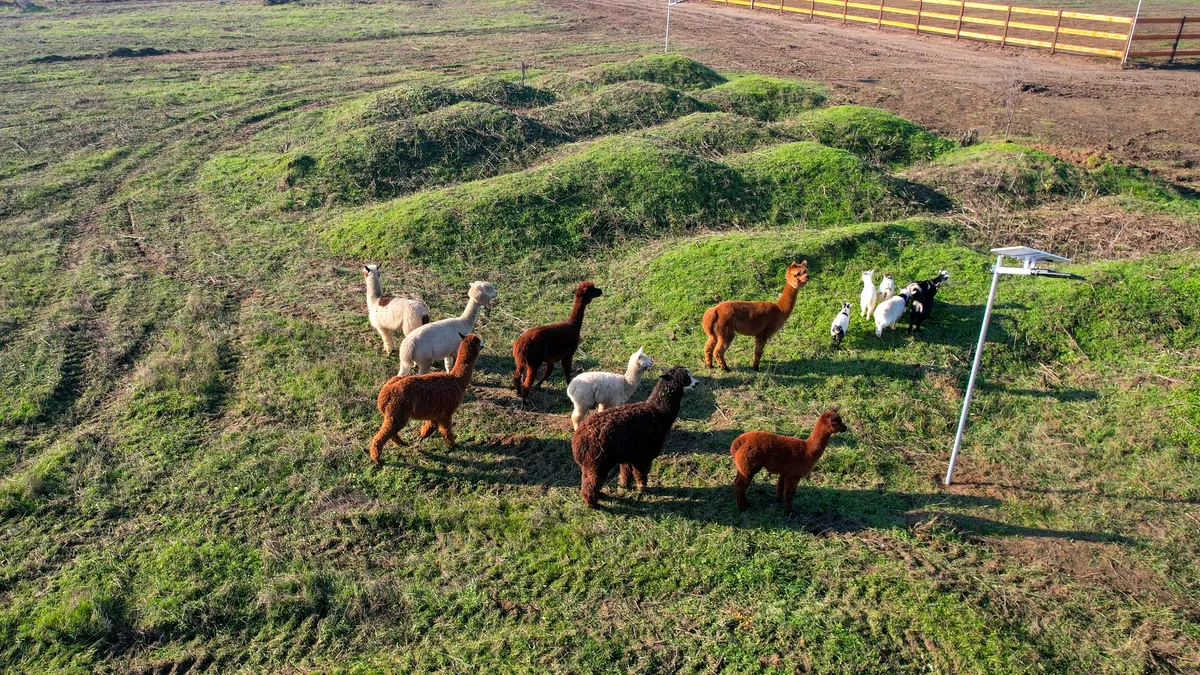 Parcul monument istoric din România unde te poți plimba printre căprioare și alpaca. Ba chiar le poți și hrăni!