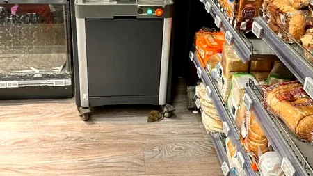 Şobolan surprins în magazinul Mega Image Domenii