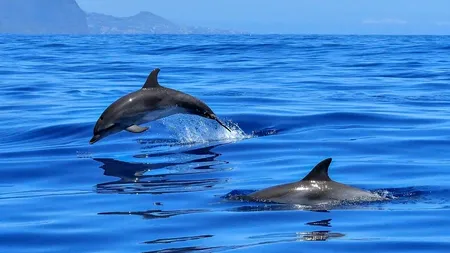 Peste 900 de delfini au eșuat pe coasta Atlanticului doar în ultimele trei luni