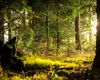 IKEA, acuzată că distruge pădurile rare din România. Greenpeace: „Sunt în joc ultimele păduri seculare din Carpați”