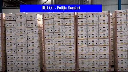Captură impresionantă de droguri! Jumătate de tonă de cocaină, descoperită în baxuri de banane (VIDEO)