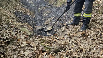 Arderile vegetației uscate omoară vietăți: bursuc salvat la timp (VIDEO)