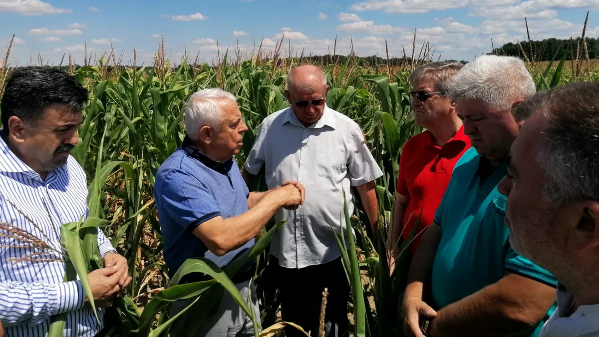 Daea: Până la această dată, s-a recoltat peste 94% din suprafaţa cultivată cu grâu