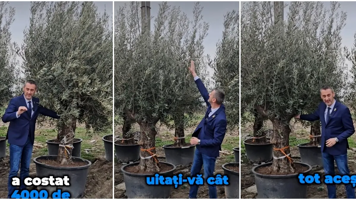 Vrea să fie ca în Grecia! Un primar vopseşte pavajul în albastru şi plantează măslini seculari, în centrul oraşului