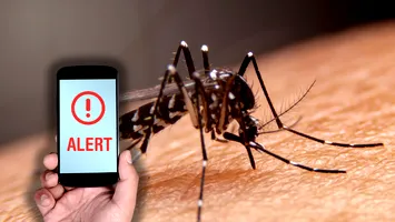 Țânțarii nu dispar toamna: 83 de cazuri de West Nile și 5 morți în România