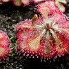 Planta carnivoră care seduce și devorează prin „picături de rouă”