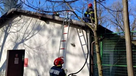 Incendiu la Grădina Zoologică din Râmnicu Vâlcea. Maimuțe evacuate (VIDEO)