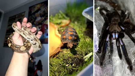 Crescătorie ilegală de vipere și alte viețuitoare, descoperită într-un apartament din Bihor (FOTO)