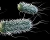 Cafeaua, aliatul ascuns al bacteriilor: cofeina poate slăbi efectul antibioticelor, arată un studiu european